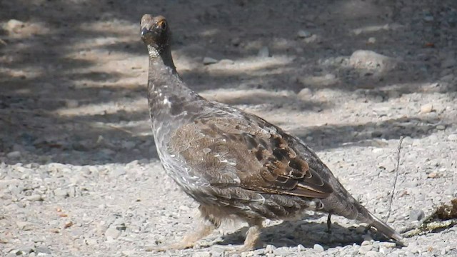 Gallo Fuliginoso - ML573844871