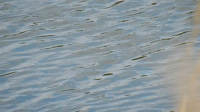 Wilson's Phalarope - ML573845231