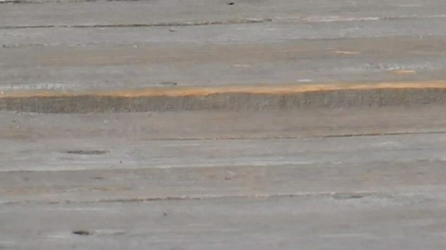 střízlík bažinný - ML573845351