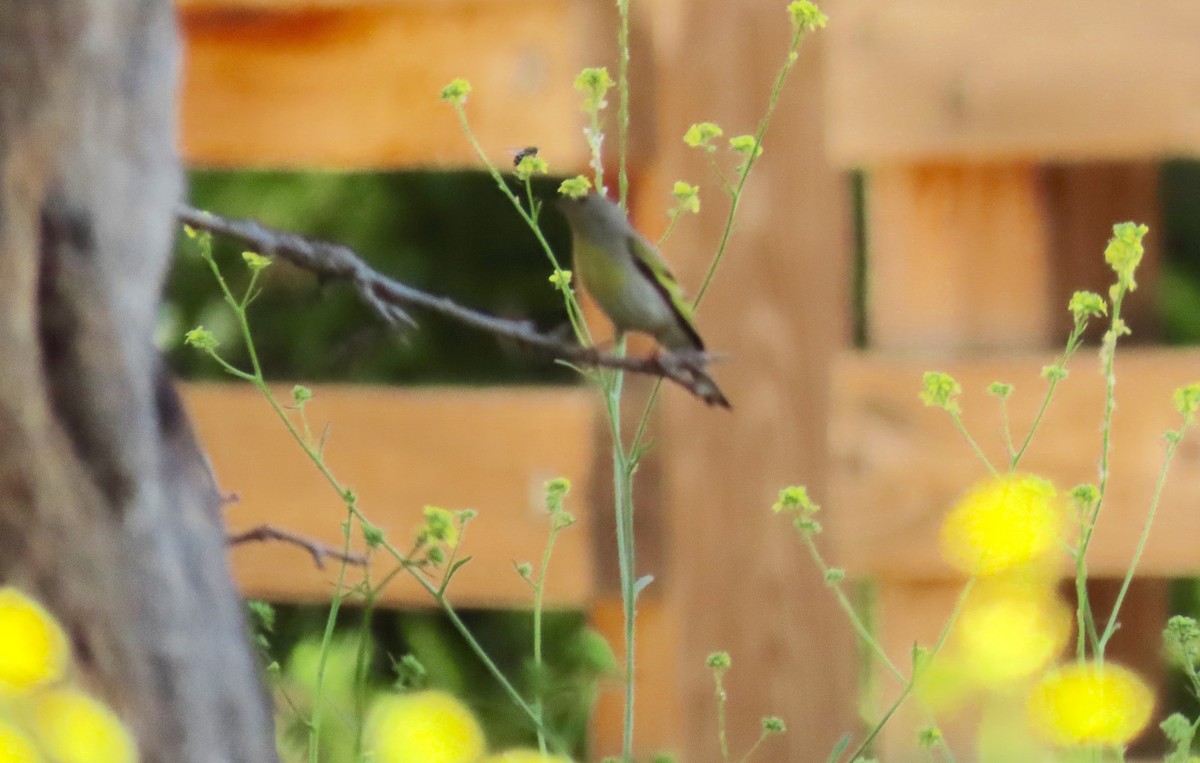 Lawrence's Goldfinch - Petra Clayton