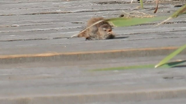 střízlík bažinný - ML573845371