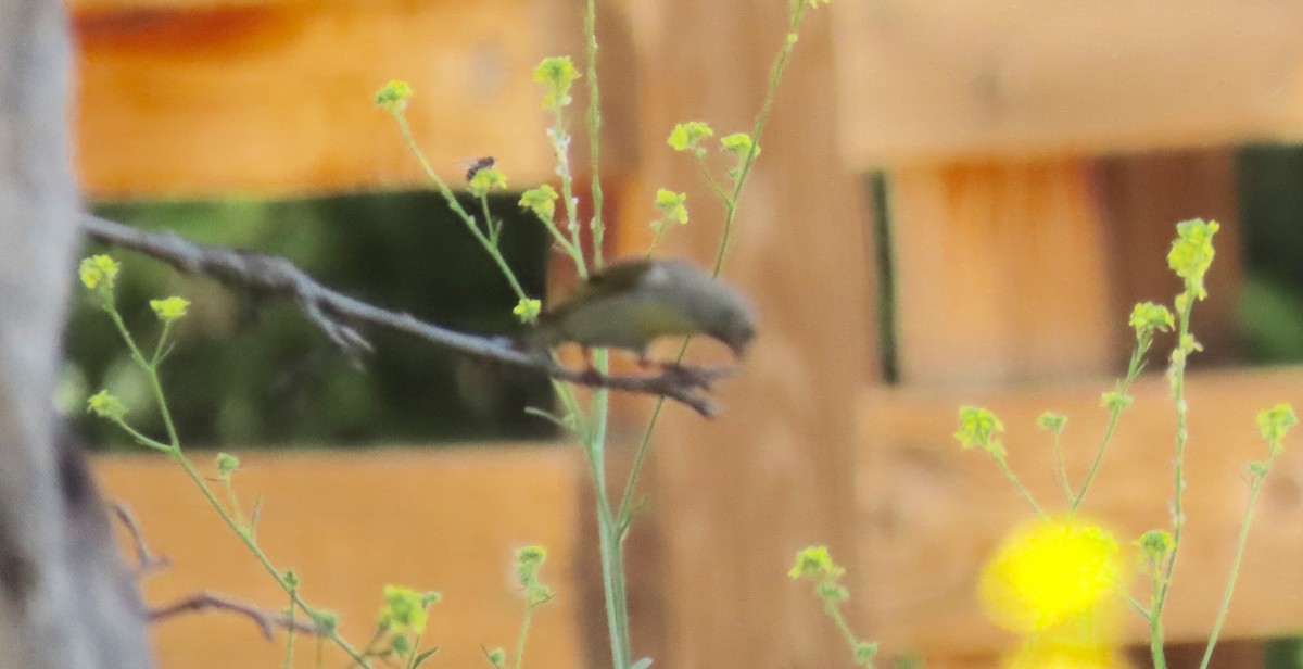 Lawrence's Goldfinch - ML573845381