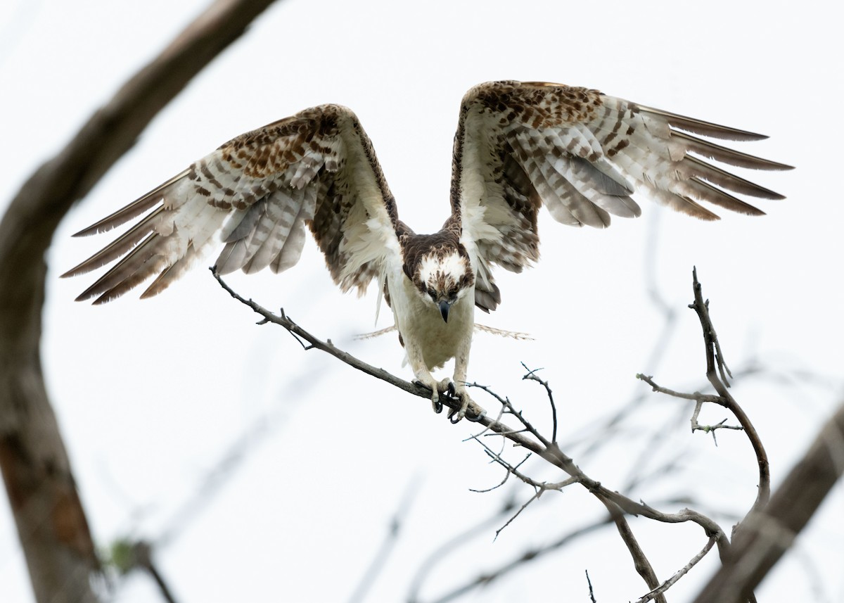 Osprey - Sue Cook