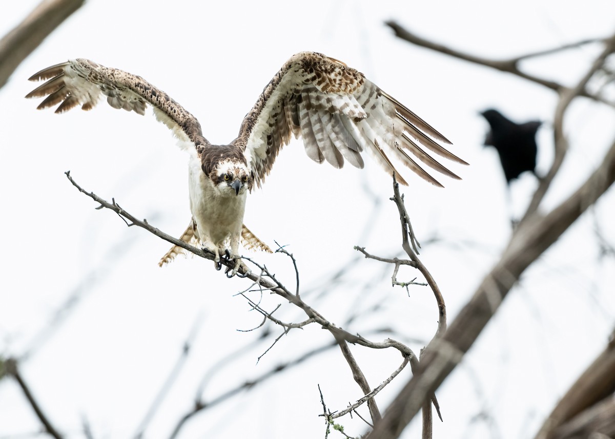 Osprey - Sue Cook