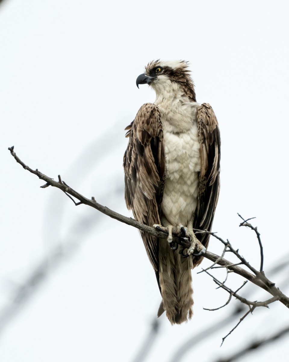 Osprey - Sue Cook