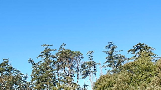 Steller's Jay - ML573845621