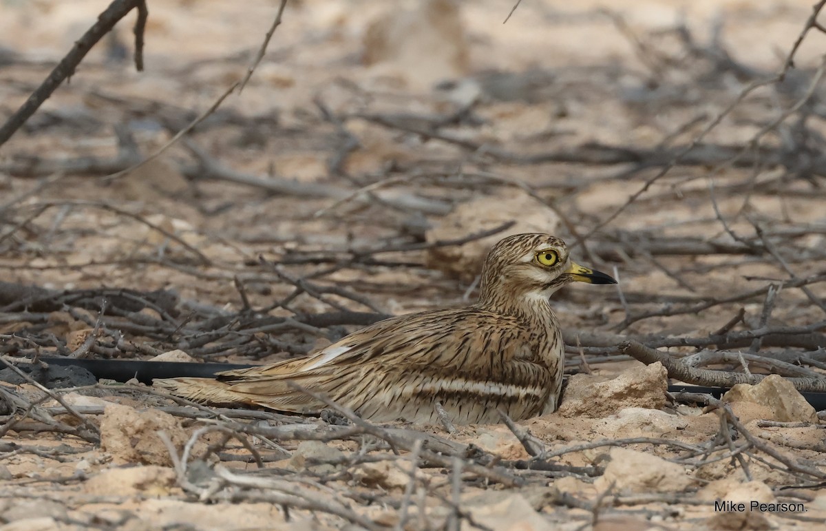 Eurasian Thick-knee - ML573845711