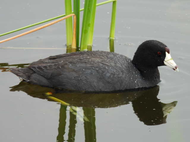 American Coot - ML573845811