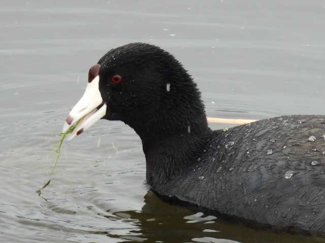 American Coot - ML573845831