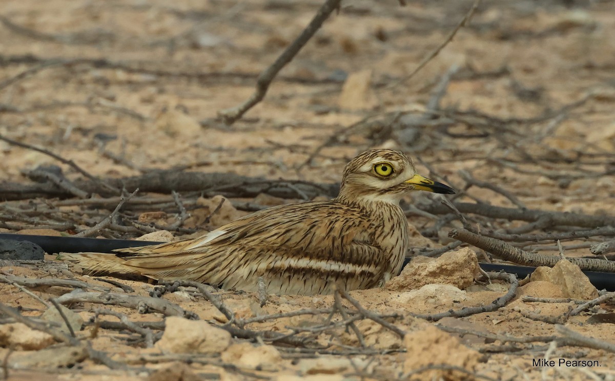 Eurasian Thick-knee - ML573845871