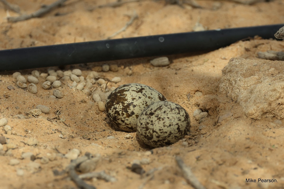 Eurasian Thick-knee - ML573845991