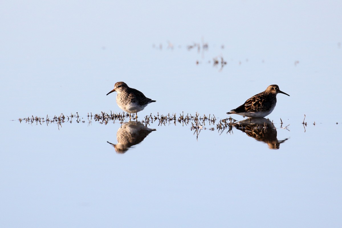 Pectoral Sandpiper - ML573846381