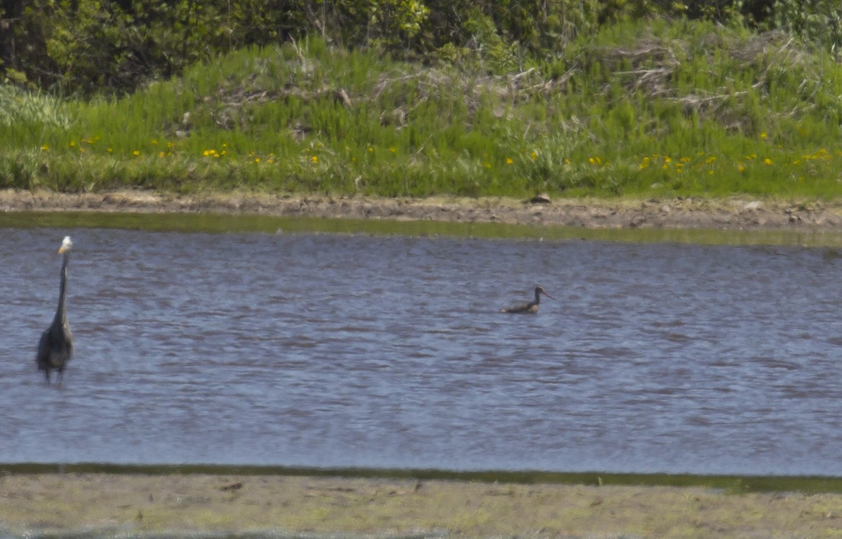 Marbled Godwit - ML573846681