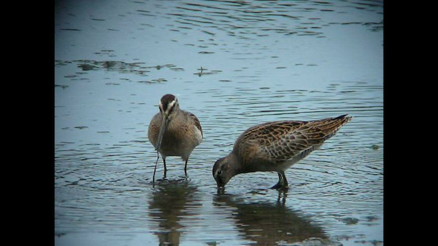 Short-billed Dowitcher - ML573847341