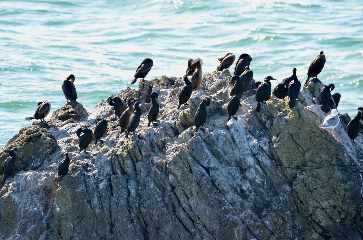 Brandt's Cormorant - ML573847401