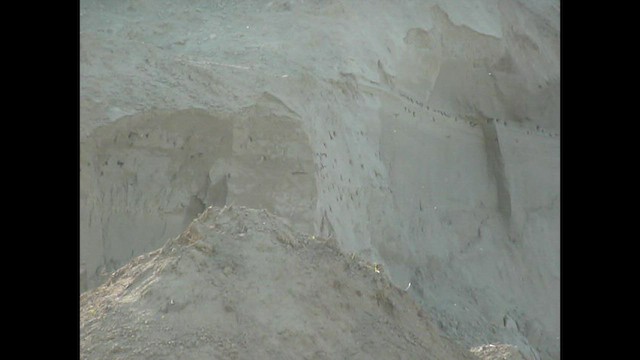 Эргийн хараацай - ML573847591