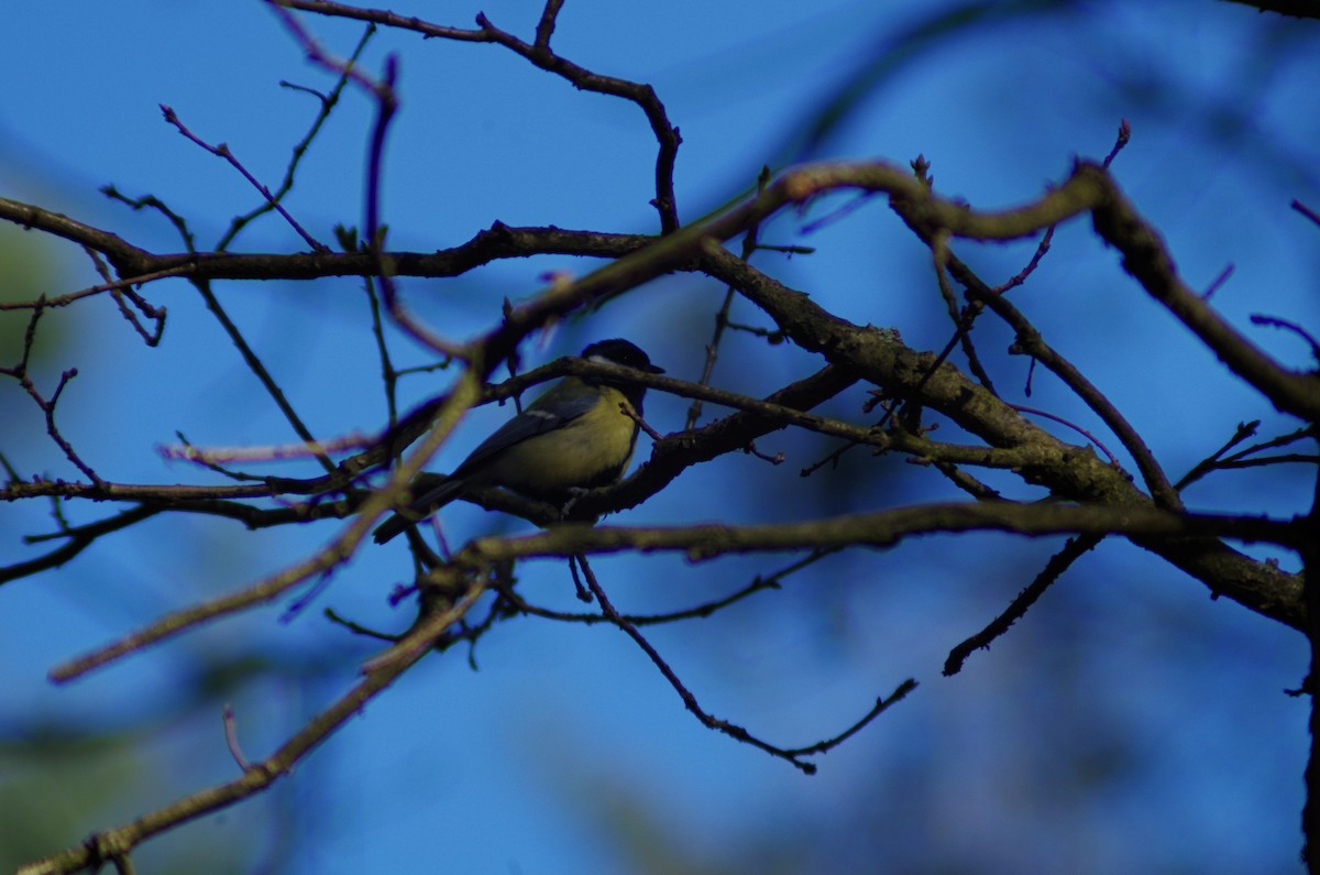 Great Tit - ML573848121