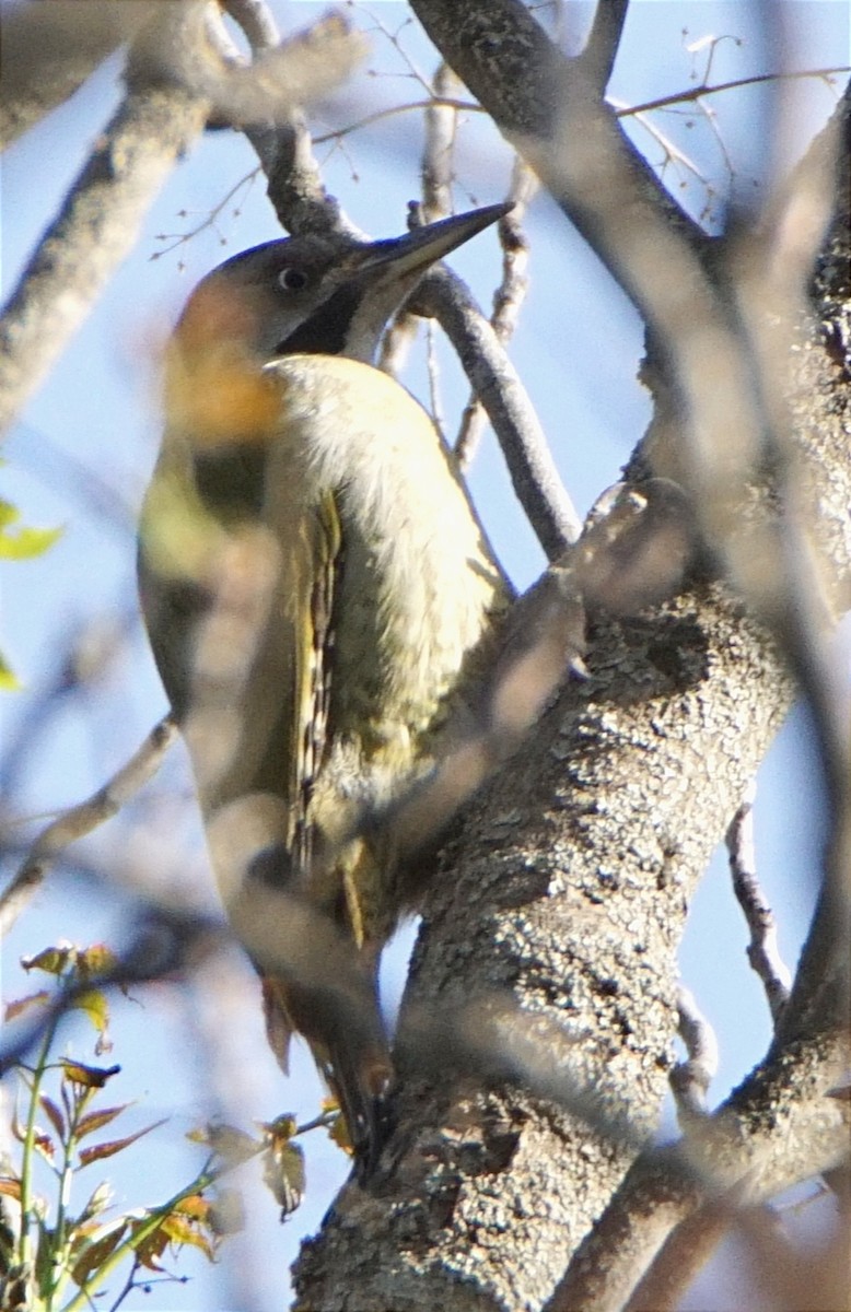 Levaillant's Woodpecker - Juan Carlos Bellido Campano