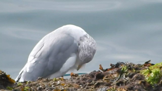 Gaviota Tridáctila - ML573848411