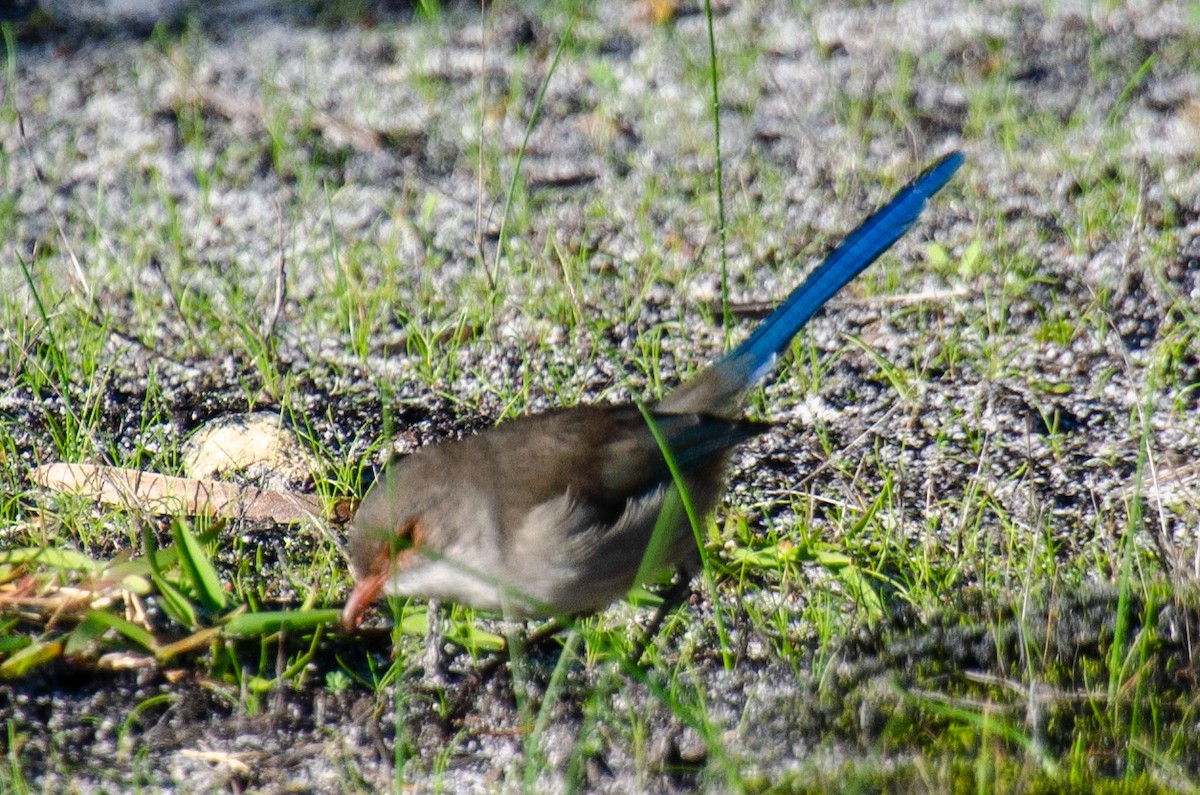 Splendid Fairywren - ML573849311