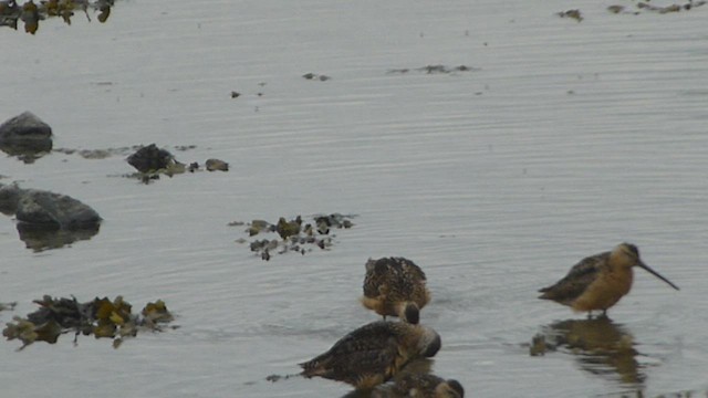 Long-billed Dowitcher - ML573849841