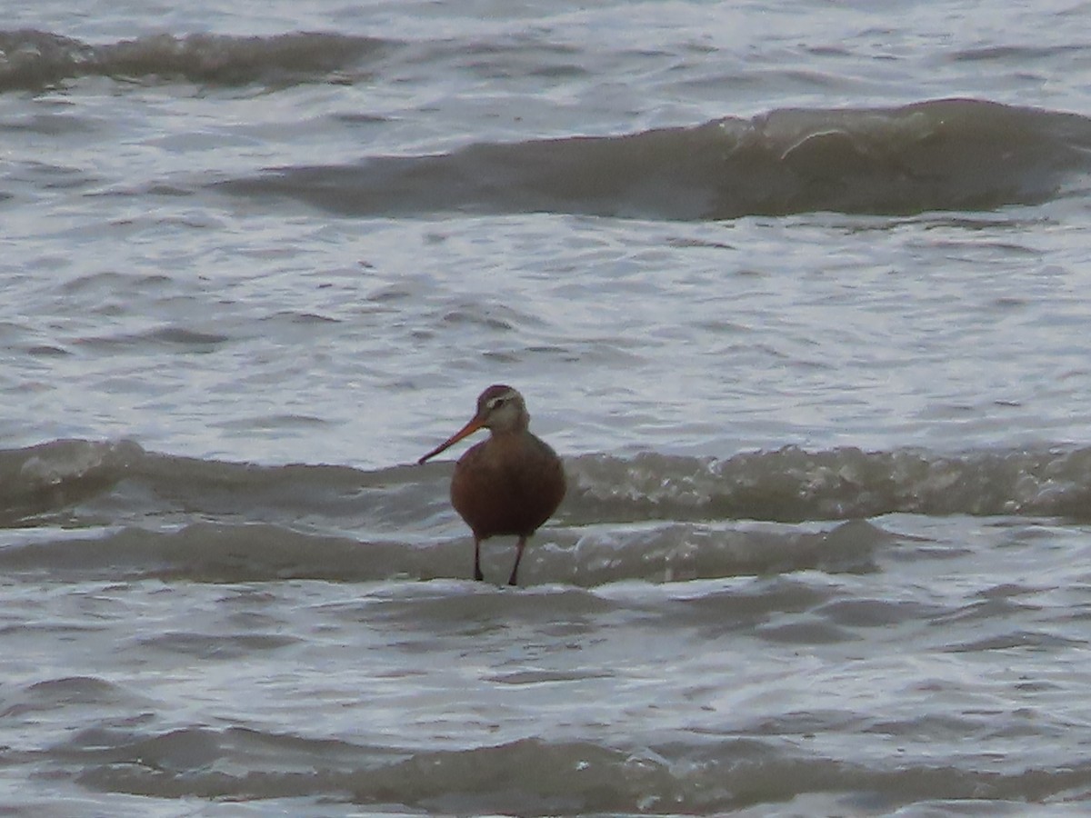 Hudsonian Godwit - ML573850501