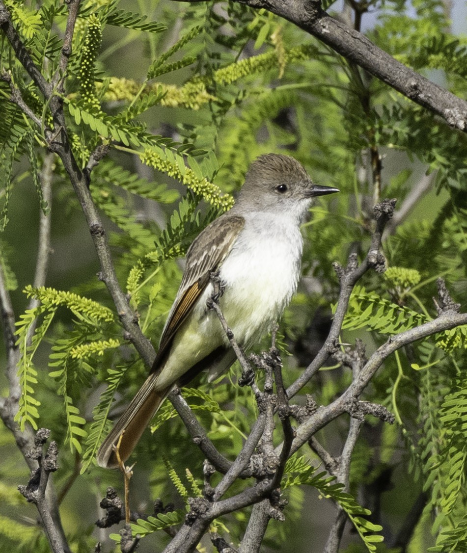 Ash-throated Flycatcher - ML573851091