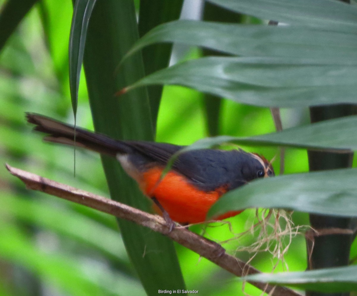 Slate-throated Redstart - Benjamin Rivera Birding Tour Guide