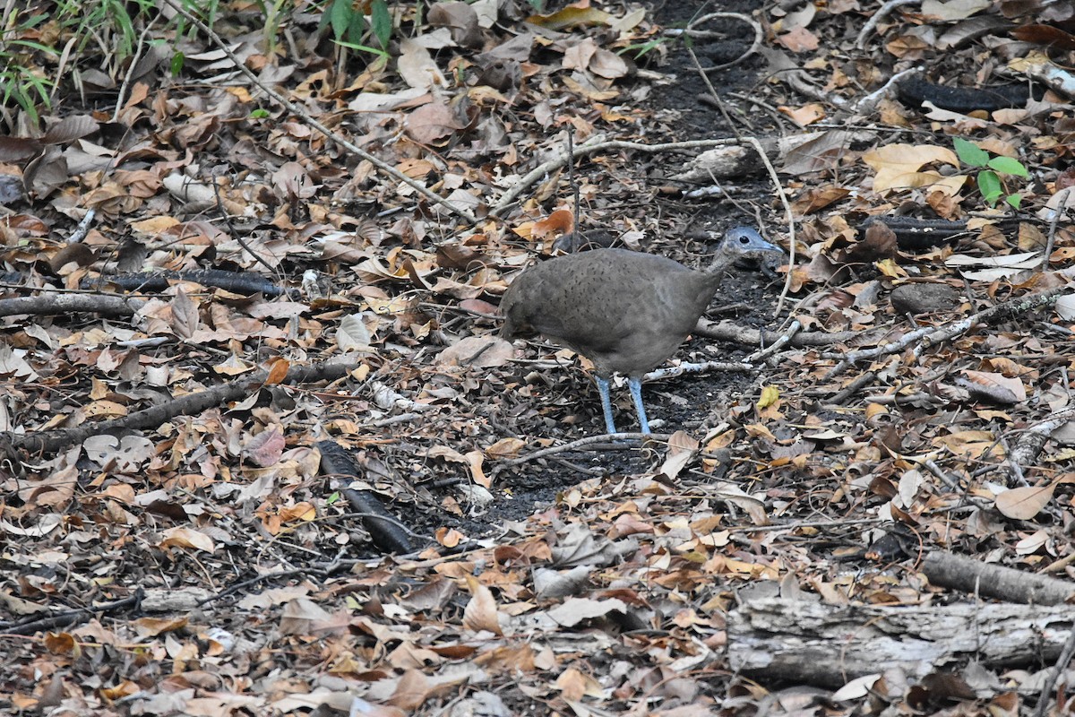 Grand Tinamou - ML573852011