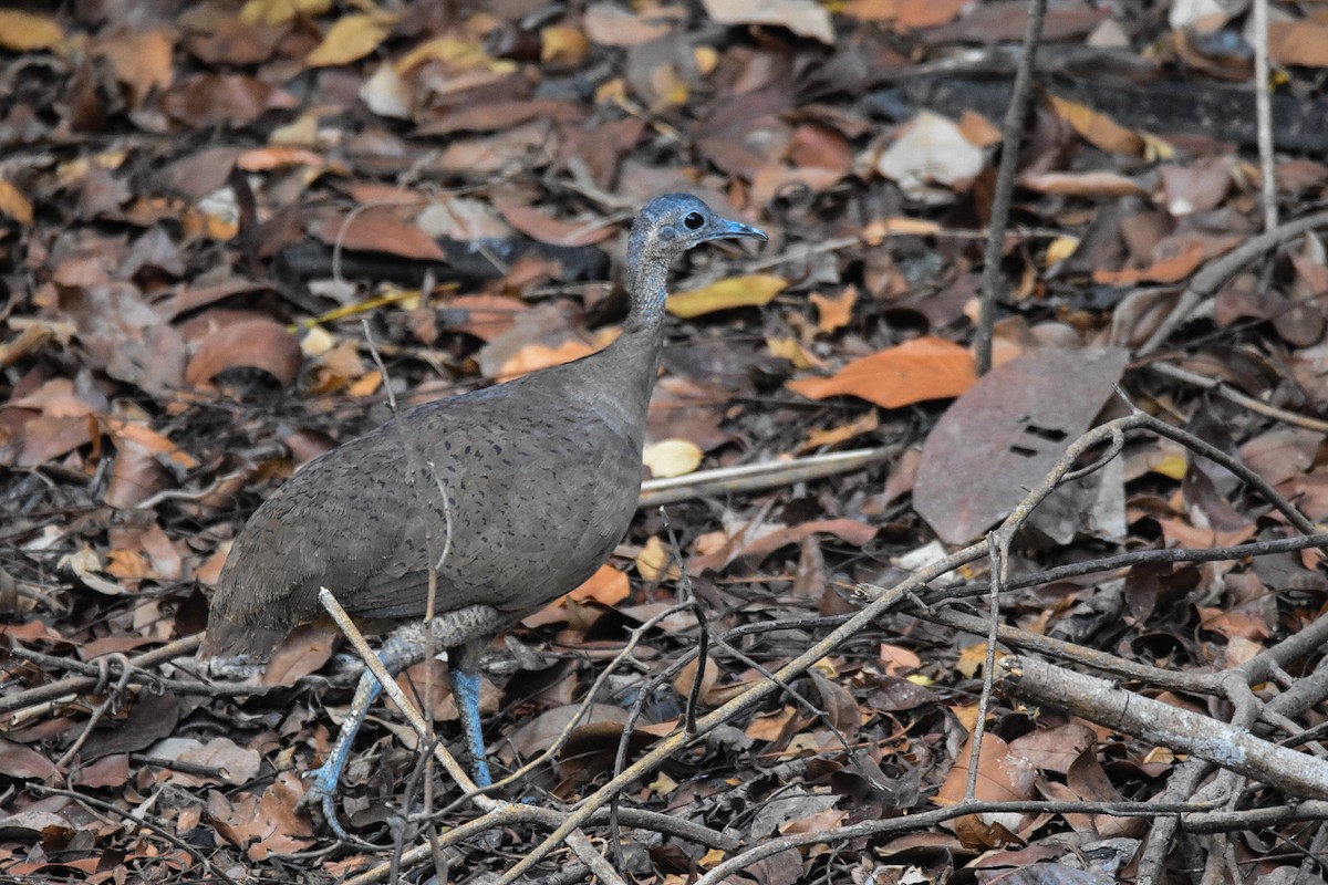 Grand Tinamou - ML573852021