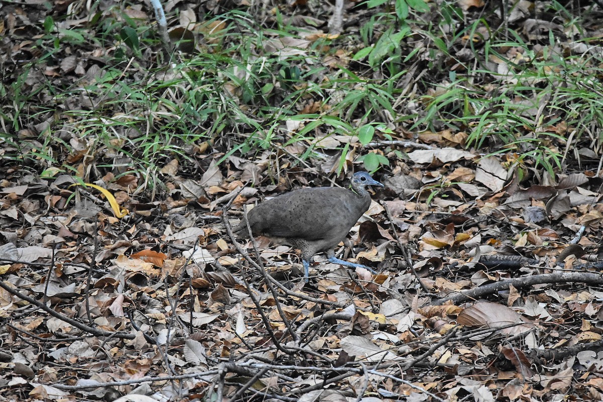 Grand Tinamou - ML573852051