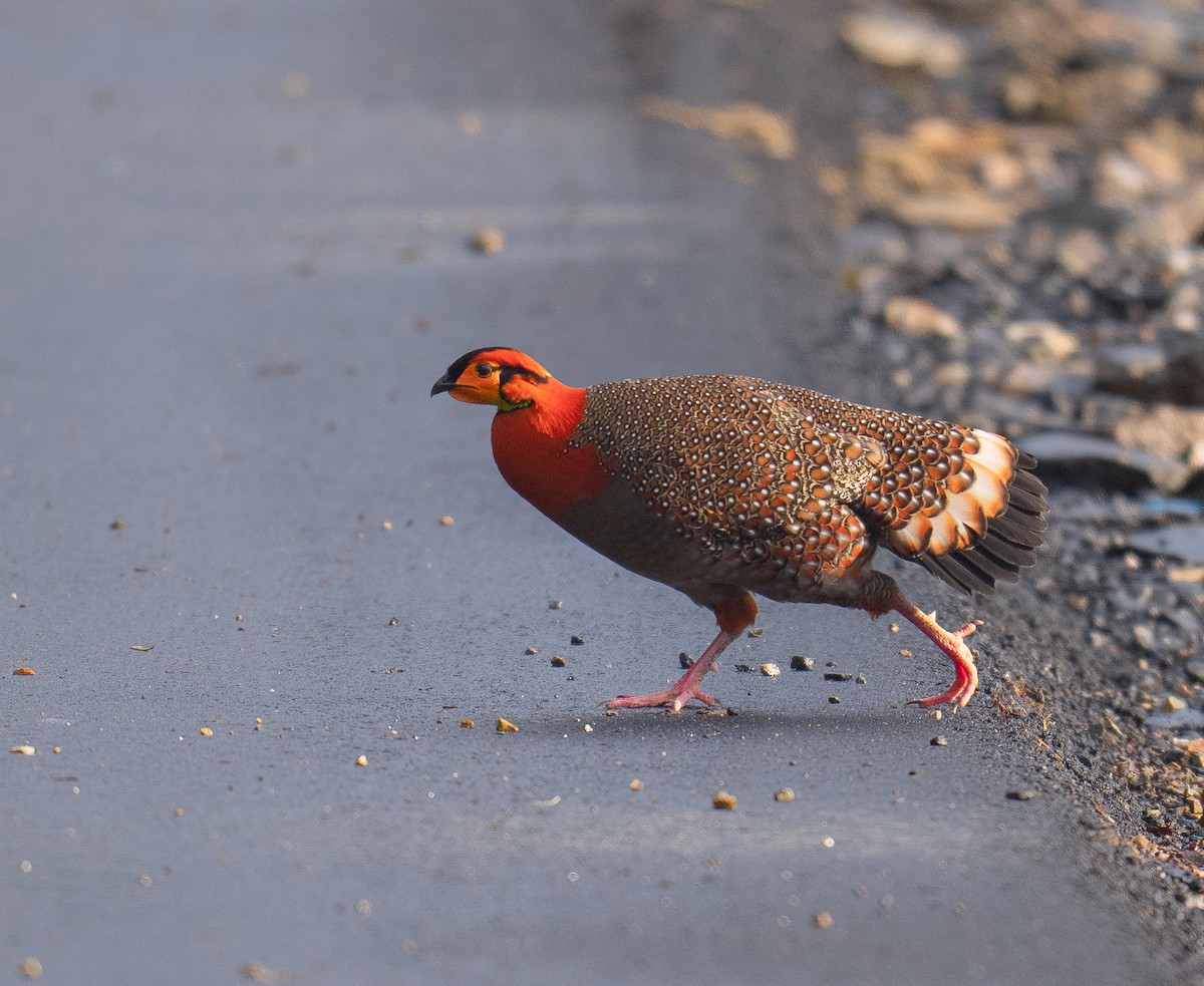 Blythtragopan - ML573852231