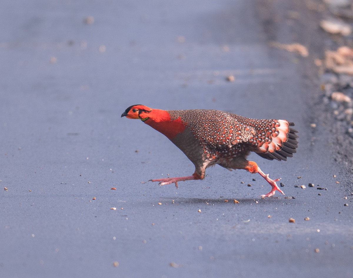 Blyth's Tragopan - ML573852241