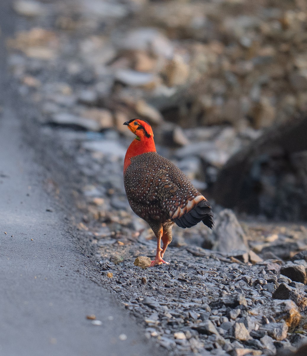 Blyth's Tragopan - ML573852251