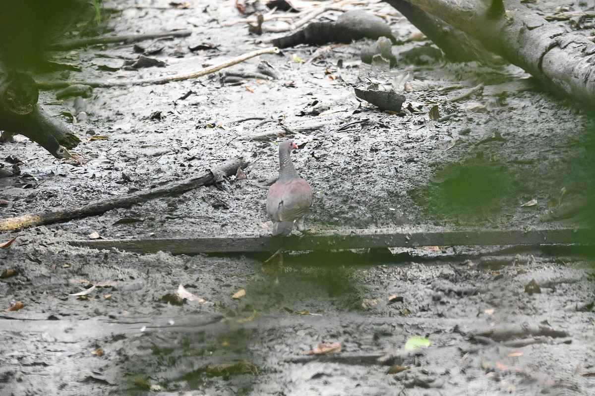 Scaled Pigeon - ML573852261