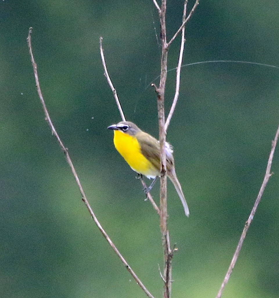 Yellow-breasted Chat - ML573852791