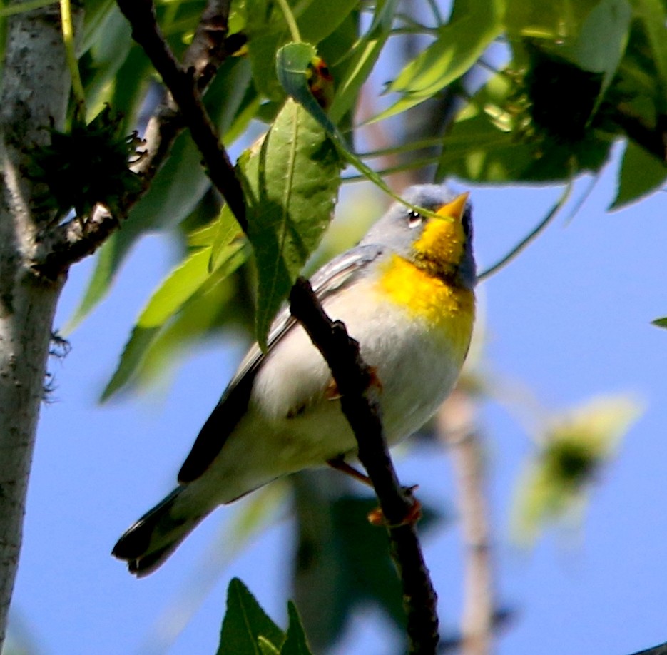 Northern Parula - ML573852841