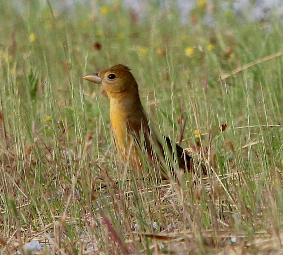 Summer Tanager - ML573852871