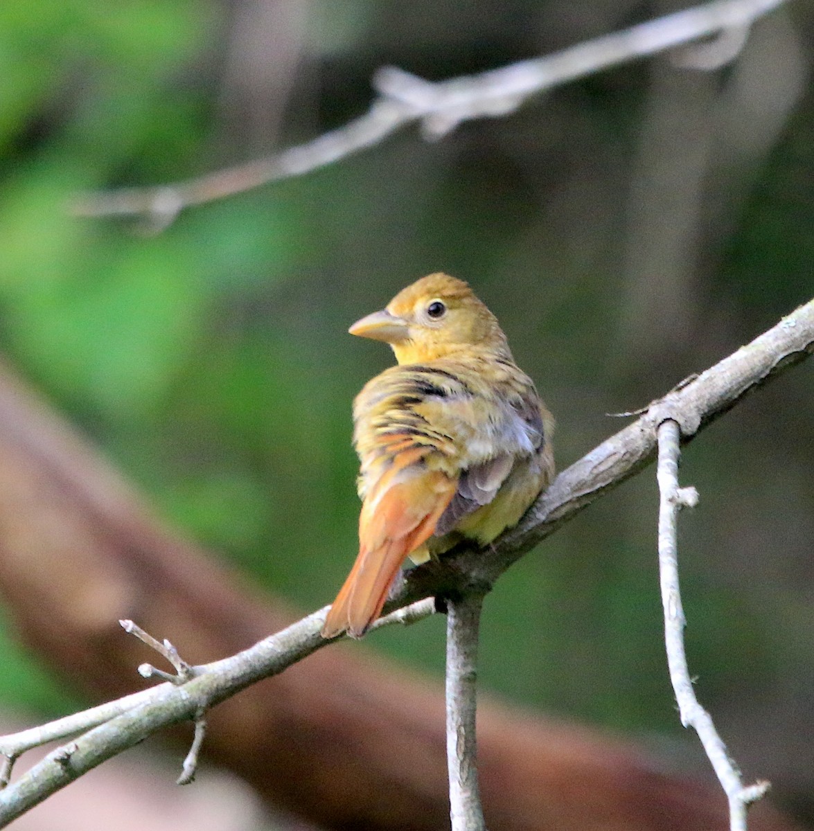 Summer Tanager - ML573852901