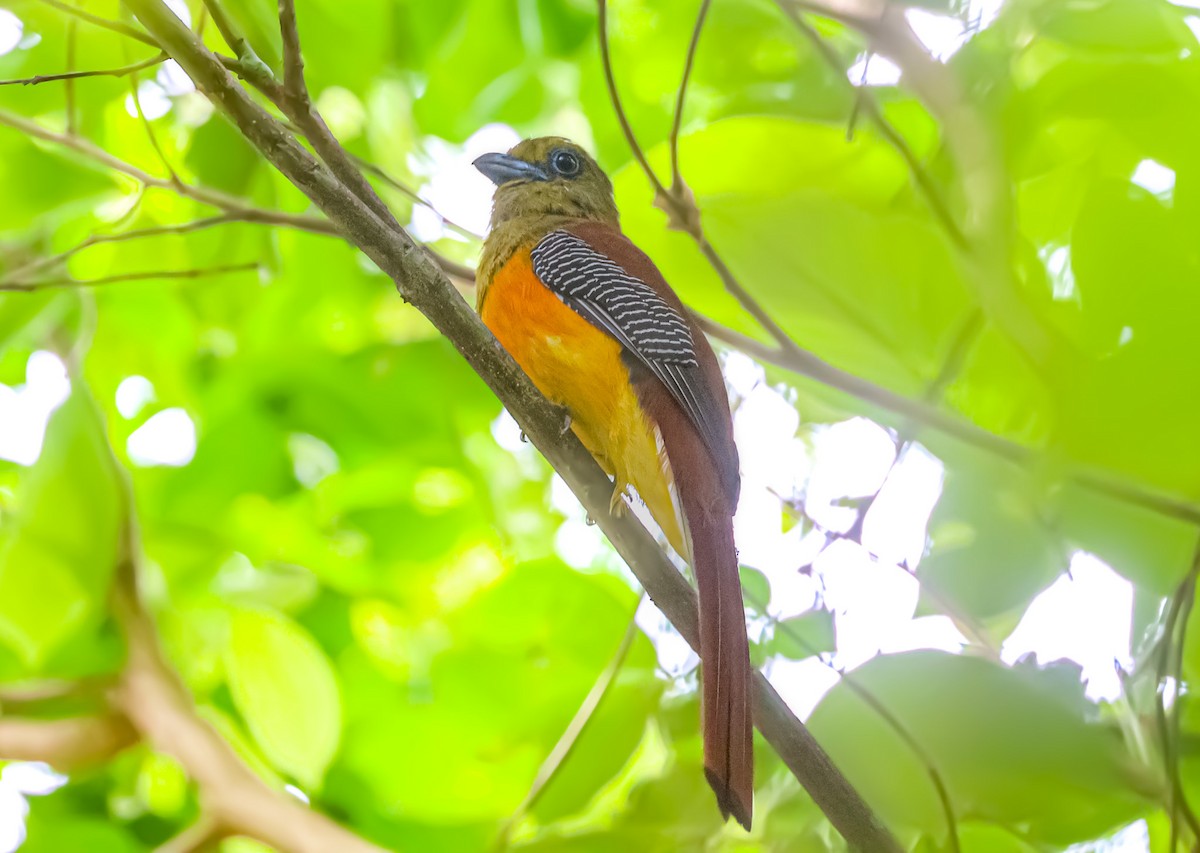 Orange-breasted Trogon - ML573853761