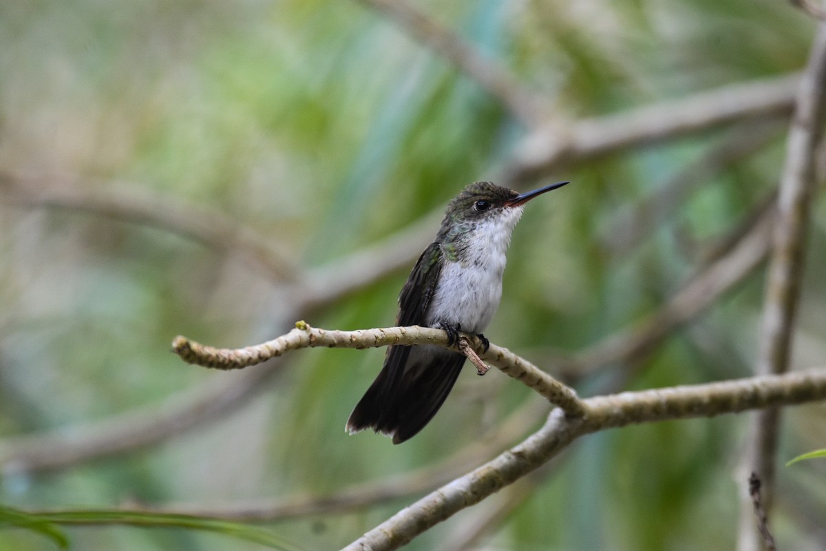 White-bellied Emerald - ML573855221