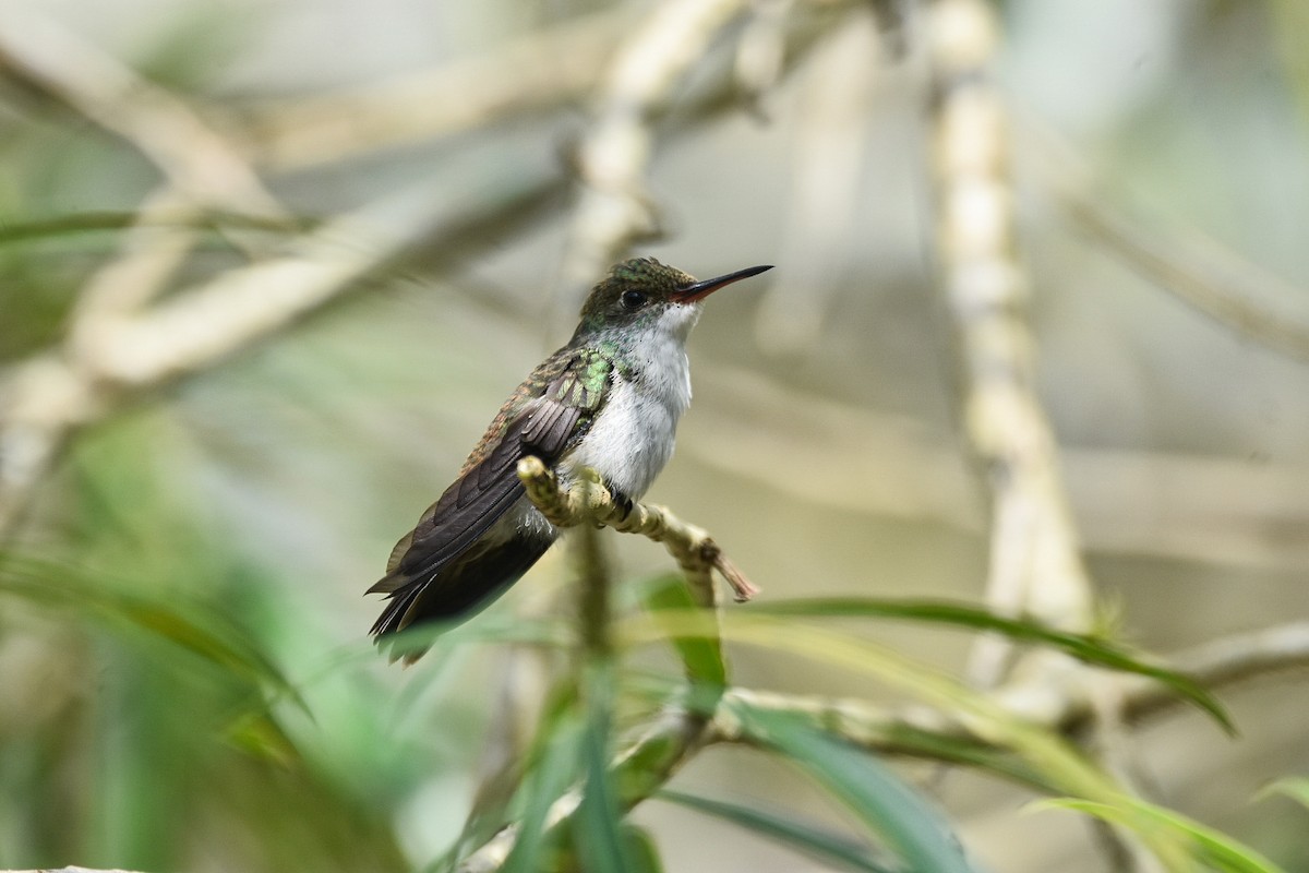 White-bellied Emerald - ML573855241