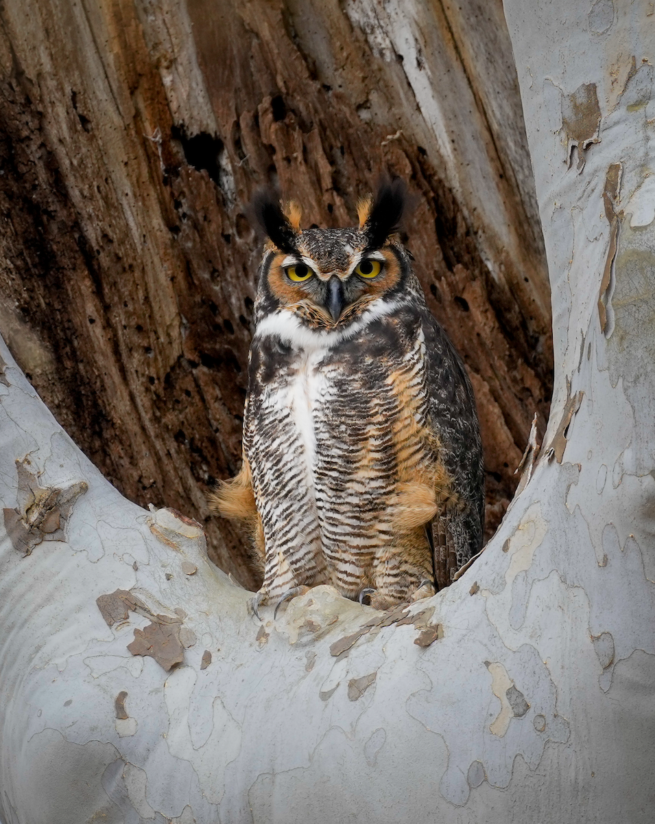 Great Horned Owl - Zachary Vaughan