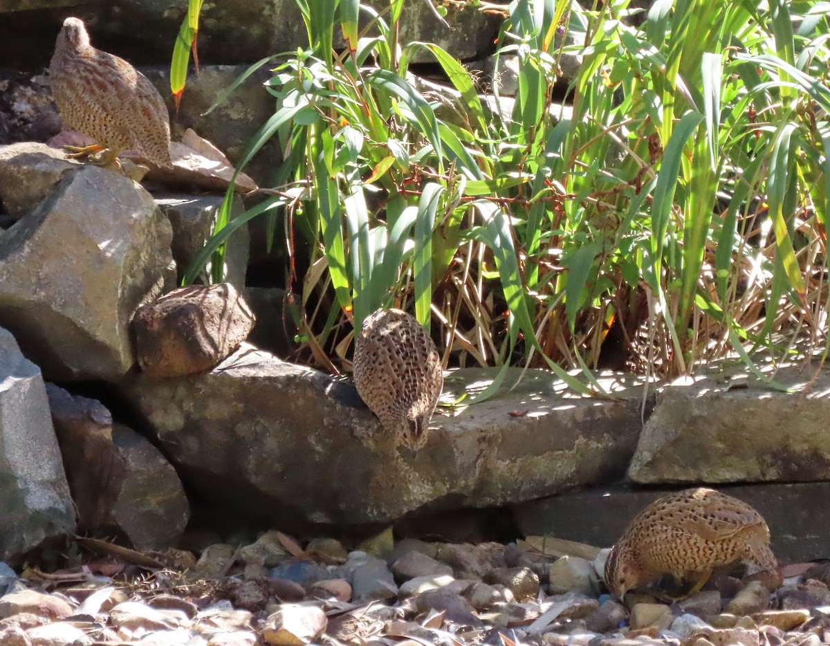 Brown Quail - ML573857551