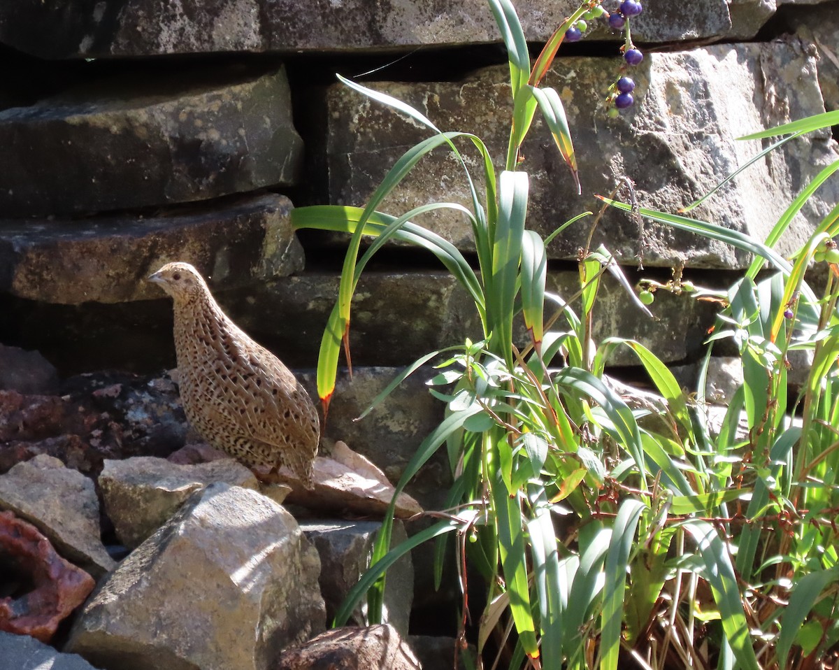 Brown Quail - ML573857581