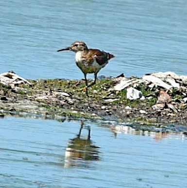 Least Sandpiper - ML573858991