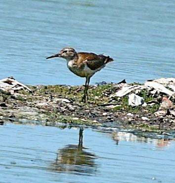 Least Sandpiper - ML573859001