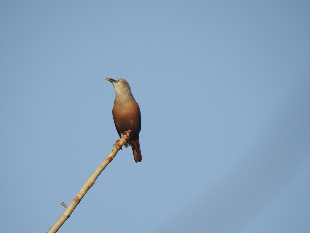 Chestnut-tailed Starling - ML573859071