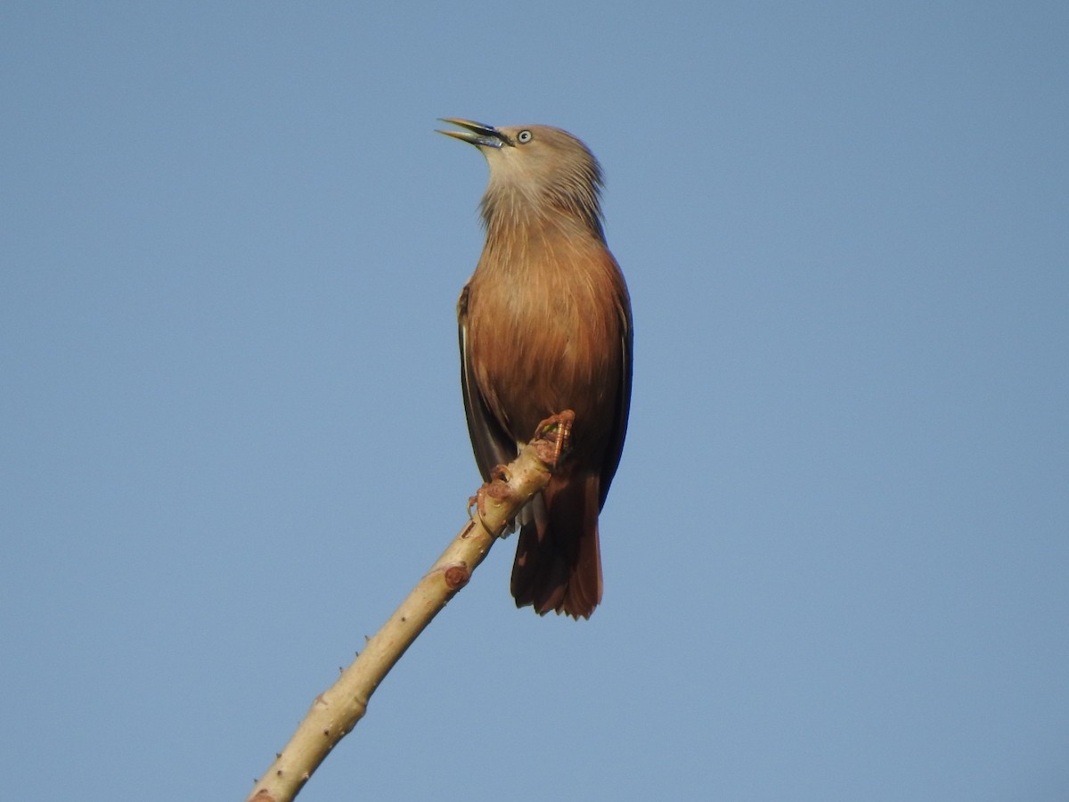 Chestnut-tailed Starling - ML573859091