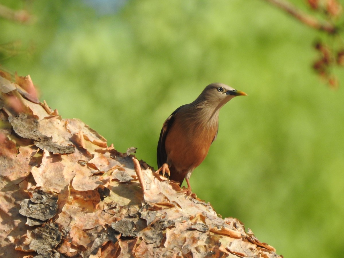 Chestnut-tailed Starling - ML573859141